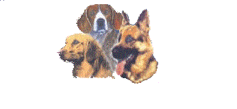 The Top Dog Training School in South Africa